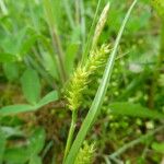 Carex punctata Beste bat