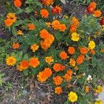 Tagetes tenuifolia Blomma