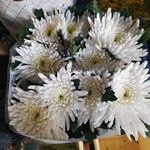 Chrysanthemum indicumFlower