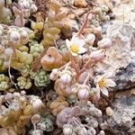 Sedum dasyphyllum Цвят