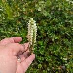 Spiranthes romanzoffiana Flor