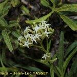 Ceballosia fruticosa 花