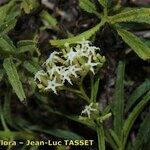 Heliotropium messerschmidioides Flower