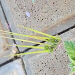 Erodium laciniatum Frukto