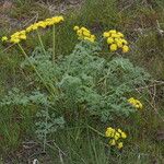 Lomatium grayi Habitat