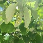 Tilia tomentosa Fruit