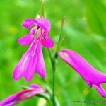 Gladiolus palustris Květ