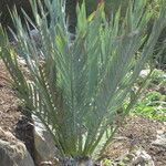 Encephalartos lehmannii Hábito