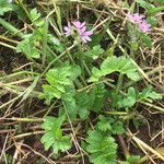 Erodium moschatum Habitus