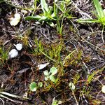 Juncus rechingeri Habitus