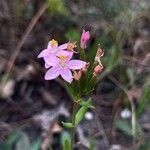 Centaurium littorale Квітка