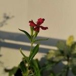 Silene muscipula Flower