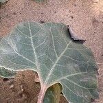 Xanthium orientale Leaf