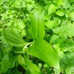 Polygonatum latifolium Deilen