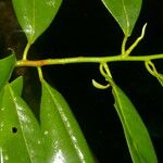 Virola multiflora Leaf