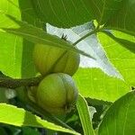 Carya tomentosa Fruit