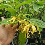 Cananga odorata Blüte