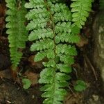 Polystichum igaense