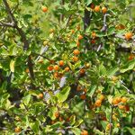 Cordia sinensis Fruit