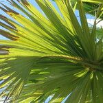 Sabal mexicana Blad