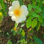 Rosa bracteata പുഷ്പം