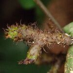Triplophyllum buchholzii Otro