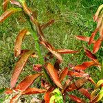Oenothera biennis Leaf