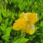 Canna flaccida ফুল