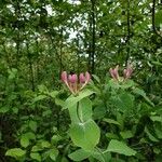 Lonicera caprifolium Blomst