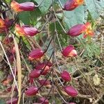 Thunbergia coccinea Flower