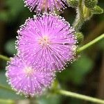 Mimosa pudica Virág