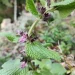 Stachys alpina പുഷ്പം