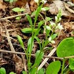 Polygala amarella Habitus