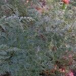 Onychium japonicum Plante entière