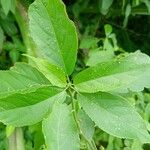 Acalypha emirnensis Lapas