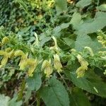 Salvia glutinosa Flower