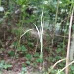 Bromus ramosus फल