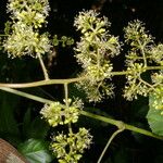 Vitis tiliifolia Habitus