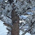 Pinus flexilis Bark