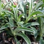 Inula montana Leaf