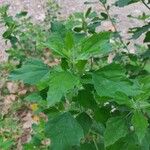 Chenopodium ficifolium Blad