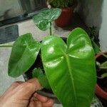 Philodendron burle-marxii Leaf