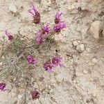 Thymus longiflorus Flower