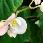 Begonia formosana Flor