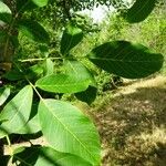 Juglans regia Blad