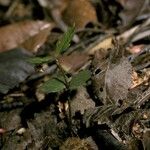 Nothofagus pumilio Hàbitat