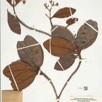 Macairea theresiae Hoja
