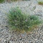 Festuca glacialis Hoja