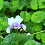 Viola hederacea Leaf