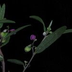 Polygala persicariifolia 整株植物